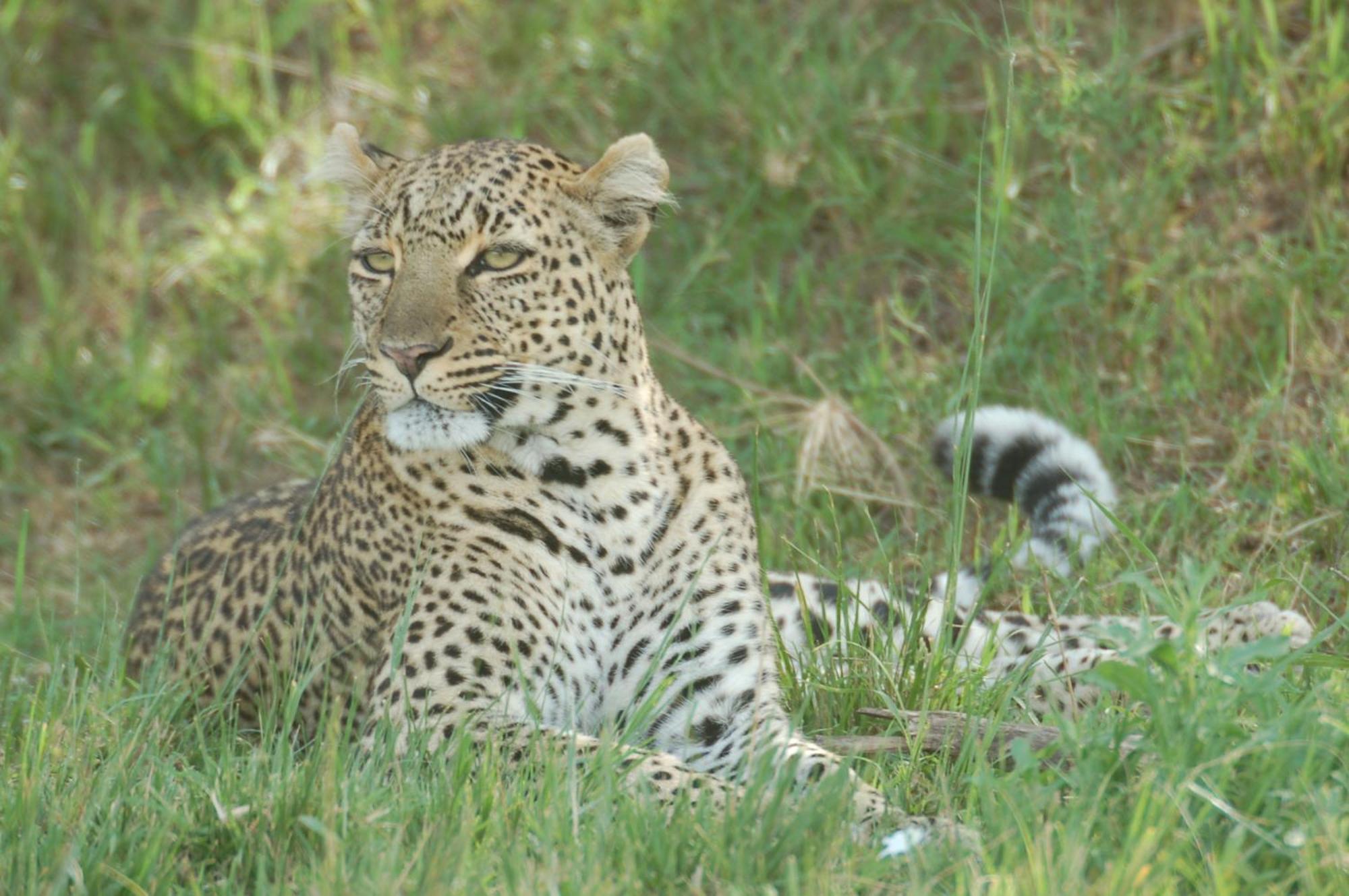 Mara Intrepids Tented Camp Talek Extérieur photo
