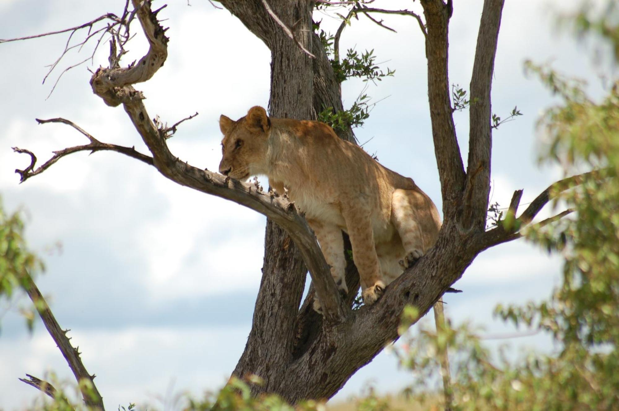 Mara Intrepids Tented Camp Talek Extérieur photo