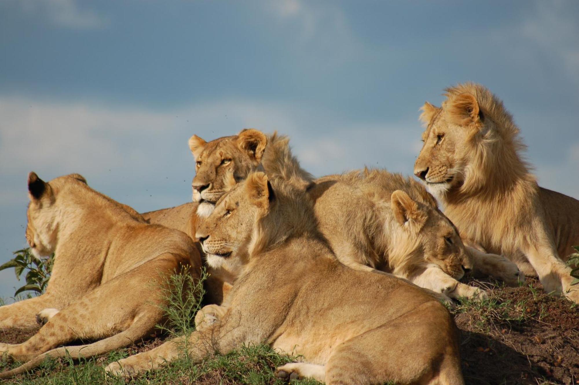 Mara Intrepids Tented Camp Talek Extérieur photo