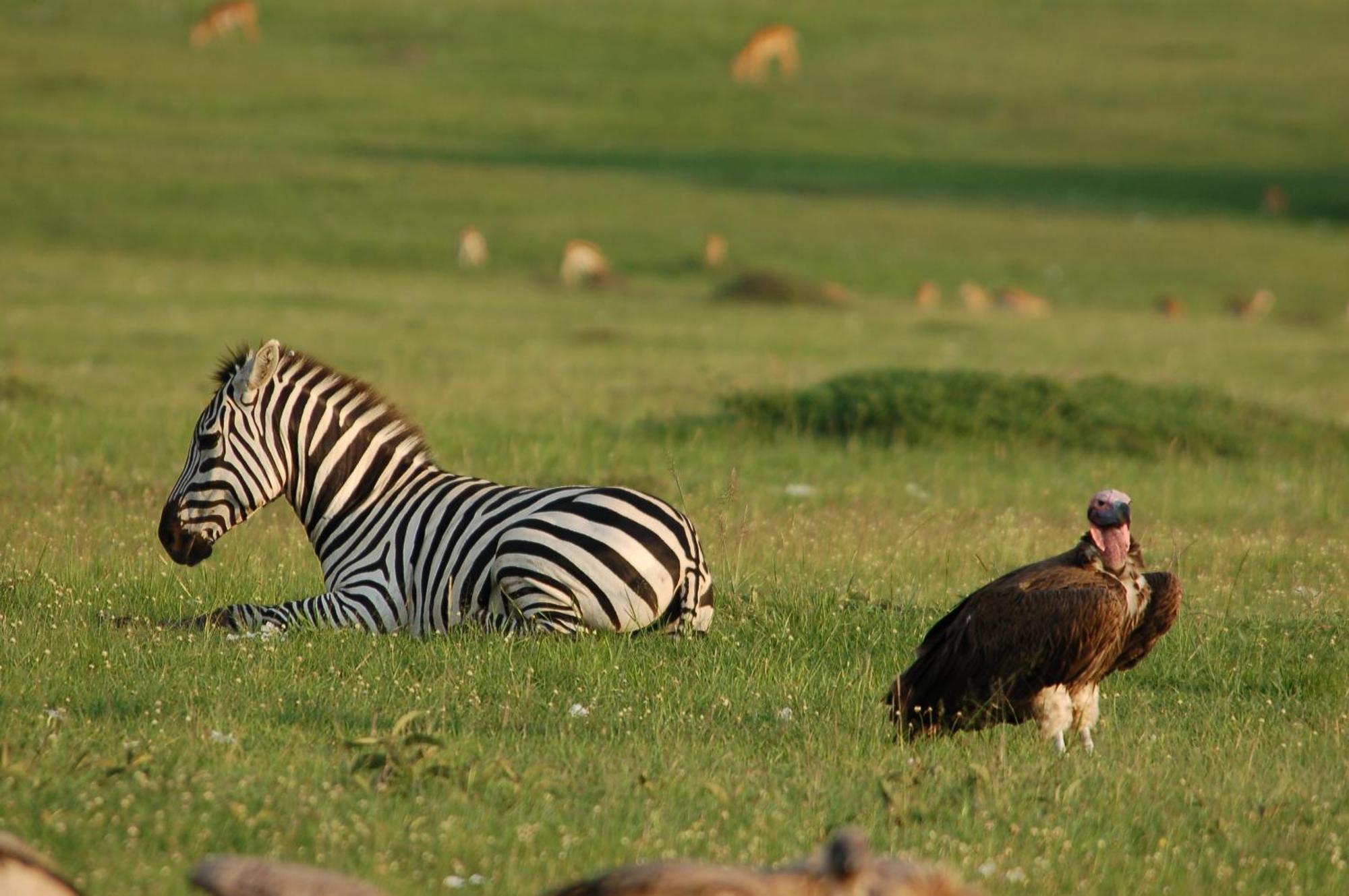 Mara Intrepids Tented Camp Talek Extérieur photo